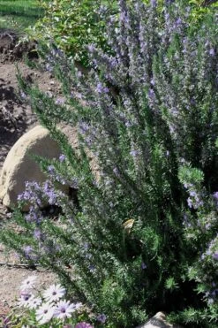 Barbeque Rosemary Plant - 1 Gallon Pot 11 Barbeque Rosemary Plant - 1 Gallon Pot -Garden Plant Seeds Rosemary Barbeque 11