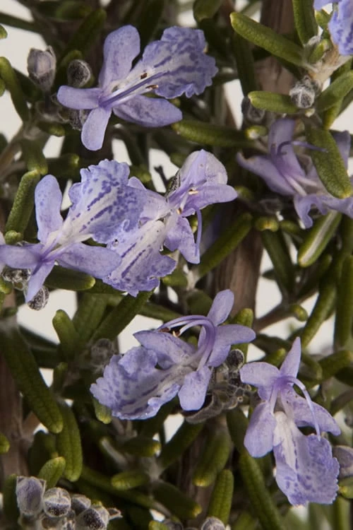Barbeque Rosemary Plant - 1 Gallon Pot 7 Barbeque Rosemary Plant - 1 Gallon Pot - Image 5