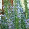 Barbeque Rosemary Plant - 1 Gallon Pot -Garden Plant Seeds Rosemary Barbeque 500x750 1