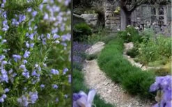 Chef's Choice Rosemary - 3 Gallon Pot -Garden Plant Seeds Rosemary Chefs Choice 2 1