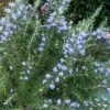 Chef's Choice Rosemary - 3 Gallon Pot -Garden Plant Seeds Rosemary Chefs Choice 500x750 2