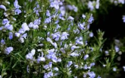 Chef's Choice Rosemary - 3 Gallon Pot -Garden Plant Seeds Rosemary Chefs Choice Flowers 1