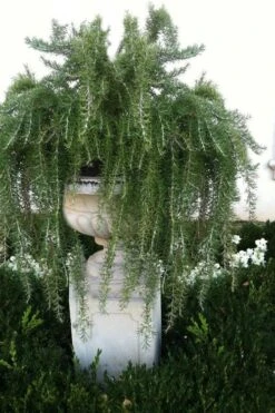 Foxtail Rosemary Plant - 3 Pack Of Quart Pots -Garden Plant Seeds Rosemary Foxtail 2