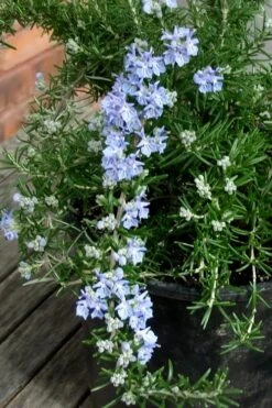 Foxtail Rosemary Plant - 3 Pack Of Quart Pots -Garden Plant Seeds Rosemary Foxtail 3