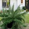 Foxtail Rosemary Plant - 1 Gallon Pot -Garden Plant Seeds Rosemary Foxtail 5 1