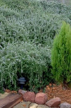 Prostrate Creeping Rosemary - 6 Pack Of Pint Pots -Garden Plant Seeds Rosemary Prostrate 12