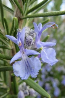 Prostrate Creeping Rosemary - 6 Pack Of Pint Pots -Garden Plant Seeds Rosemary Prostrate 17