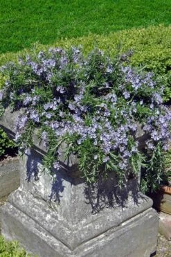 Prostrate Creeping Rosemary - 6 Pack Of Pint Pots -Garden Plant Seeds Rosemary Prostrate 18