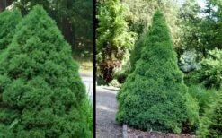 Dwarf Alberta Spruce - 5 Gallon Pot -Garden Plant Seeds Spruce Dwarf Alberta 1
