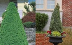 Dwarf Alberta Spruce - 5 Gallon Pot -Garden Plant Seeds Spruce Dwarf Alberta 3