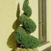 Spiral Dwarf Alberta Spruce Topiary - 7 Gallon Pot 2 Spiral Dwarf Alberta Spruce Topiary - 7 Gallon Pot -Garden Plant Seeds Spruce Dwarf Alberta Spiral Topiary 500x750 1