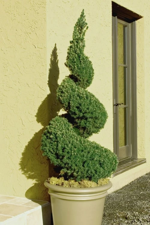 Spiral Dwarf Alberta Spruce Topiary - 7 Gallon Pot 3 Spiral Dwarf Alberta Spruce Topiary - 7 Gallon Pot