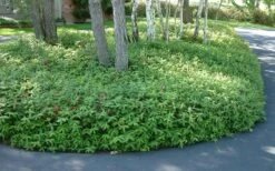 Creeping St Johns Wort - Hypericum Calycinum - 18 Pack Of Pint Pots -Garden Plant Seeds St Johns Wort 1