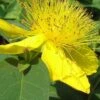 Creeping St Johns Wort - Hypericum Calycinum - 18 Pack Of Pint Pots -Garden Plant Seeds St Johns Wort Creeping