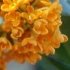 Fragrant Orange Tea Olive - Osmanthus Fragrans Aurantiacus - 1 Gallon Pot 1 Fragrant Orange Tea Olive - Osmanthus Fragrans Aurantiacus - 1 Gallon Pot -Garden Plant Seeds Tea Olive Fragrant Orange 500x750 2