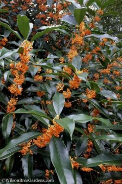 Fragrant Orange Tea Olive - Osmanthus Fragrans Aurantiacus - 1 Gallon Pot -Garden Plant Seeds Tea Olive Orange 102 1