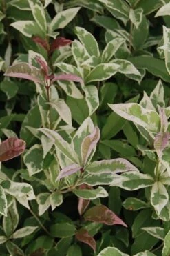 Pink Flush Variegated Tea Olive (Osmanthus Fragrans 'Yinbi Shuanghui') - 1 Gallon Pot 12 Pink Flush Variegated Tea Olive (Osmanthus Fragrans 'Yinbi Shuanghui') - 1 Gallon Pot -Garden Plant Seeds Tea Olive Yinbi Shuanghui Variegated 2 5