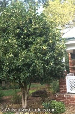 Fragrant White Tea Olive - 7 Gallon Pot (5-6') -Garden Plant Seeds Teav Olive White Osmanthus Fragrans 500x750 1