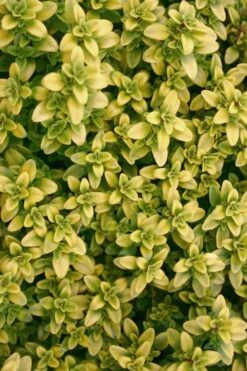 Archers Gold Lemon Thyme - Thymus Citriodorus - 5 Pack Of Pint Pots -Garden Plant Seeds Thyme Archers Gold Rev 500x750 1
