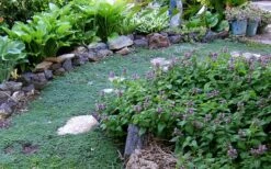 Elfin Creeping Thyme - Thymus Serpyllum Elfin - 3 Pack Of Pint Pots -Garden Plant Seeds Thyme Elfin 10