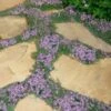 Elfin Creeping Thyme - Thymus Serpyllum Elfin - 18 Pack Of 3.5" Pint Pots -Garden Plant Seeds Thyme Elfin 15 1