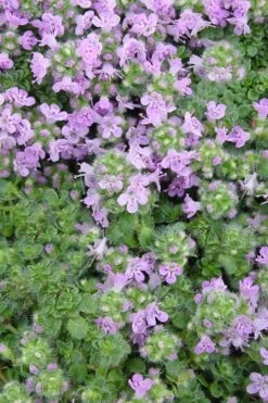 Elfin Creeping Thyme - Thymus Serpyllum Elfin - 18 Pack Of 3.5" Pint Pots -Garden Plant Seeds Thyme Elfin BS 1