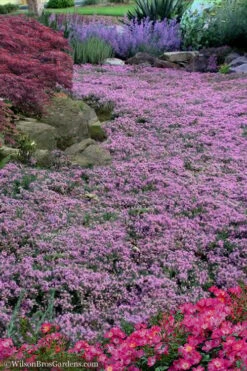 Pink Chintz Thyme - Thymus Serpyllum - 10 Pack Of Quart Pots -Garden Plant Seeds Thyme Pink Chintz 10