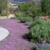 Pink Chintz Thyme - Thymus Serpyllum - 10 Pack Of Quart Pots -Garden Plant Seeds Thyme Pink Chintz 4