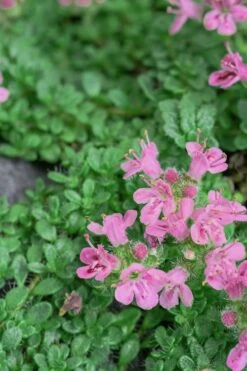 Pink Chintz Thyme - Thymus Serpyllum - 10 Pack Of Quart Pots -Garden Plant Seeds Thyme Pink Chintz 5
