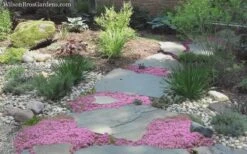 Pink Chintz Thyme - Thymus Serpyllum - 10 Pack Of Quart Pots -Garden Plant Seeds Thyme Pink Chintz 8