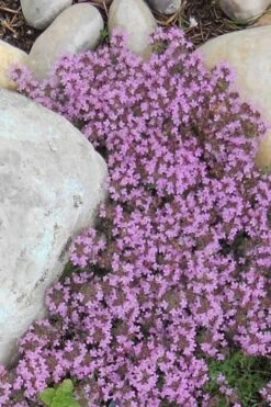 Pink Chintz Thyme - Thymus Serpyllum - 10 Pack Of Quart Pots -Garden Plant Seeds Thyme Red Creeping 12