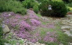 Splendens Purple Creeping Thyme - (Thymus Praecox) - 5 Pack Of Quart Pots -Garden Plant Seeds Thymus Praecox Splendens 1