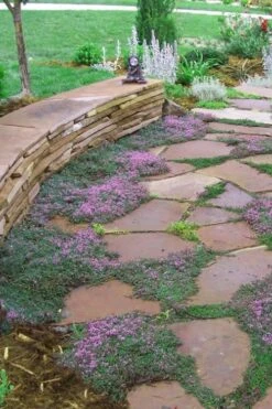 Splendens Purple Creeping Thyme - (Thymus Praecox) - 5 Pack Of Quart Pots -Garden Plant Seeds Thymus Praecox Splendens 3