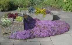 Splendens Purple Creeping Thyme - (Thymus Praecox) - 5 Pack Of Quart Pots -Garden Plant Seeds Thymus Praecox Splendens 5
