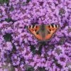 Splendens Purple Creeping Thyme - (Thymus Praecox) - 5 Pack Of Quart Pots -Garden Plant Seeds Thymus praecox Splendens 12