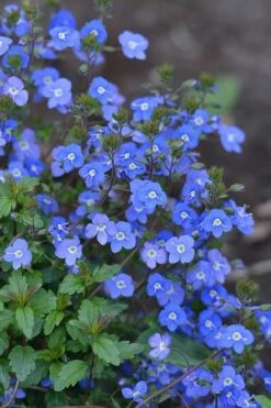 Georgia Blue Veronica Umbrosa - 6 Pack Of 1 Gallon Pots -Garden Plant Seeds Veronica Georgia Blue 500x750 1