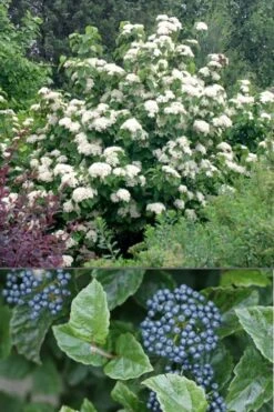 All That Glows Arrowwood Viburnum - 2 Gallon Pot -Garden Plant Seeds Viburnum All That Glows 4