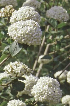 Pearlific Fragrant Snowball Viburnum Bush - 3 Gallon Pot -Garden Plant Seeds Viburnum Carlecephalum Fragrant Snowball 500x750 1
