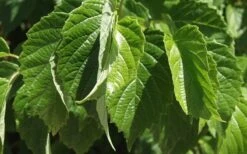 Chicago Luster Arrowwood Viburnum - 3 Gallon Pot -Garden Plant Seeds Viburnum Chicago Luster 1