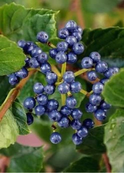 Chicago Luster Arrowwood Viburnum - 3 Gallon Pot -Garden Plant Seeds Viburnum Chicago Luster 2