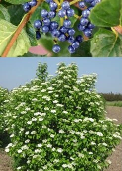Chicago Luster Arrowwood Viburnum - 3 Gallon Pot -Garden Plant Seeds Viburnum Chicago Luster 3