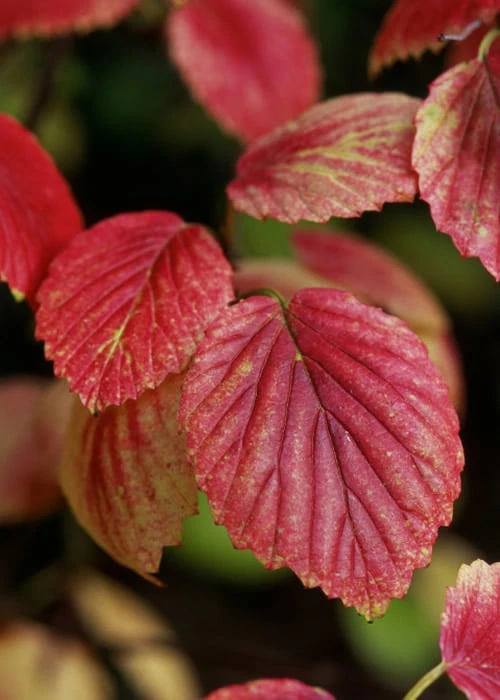 Chicago Luster Arrowwood Viburnum - 1 Gallon Pot 9 Chicago Luster Arrowwood Viburnum - 1 Gallon Pot - Image 7