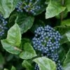 Chicago Luster Arrowwood Viburnum - 3 Gallon Pot 1 Chicago Luster Arrowwood Viburnum - 3 Gallon Pot -Garden Plant Seeds Viburnum Chicago Luster 5 1