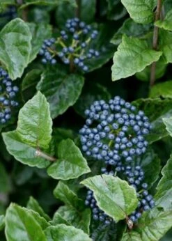 All That Glows Arrowwood Viburnum - 2 Gallon Pot -Garden Plant Seeds Viburnum Chicago Luster 5