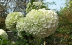Chinese Snowball Viburnum Bush - 3 Gallon Pot 14 Chinese Snowball Viburnum Bush - 3 Gallon Pot -Garden Plant Seeds Viburnum Chinese Snowball Bloom Green
