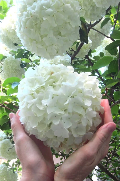 Chinese Snowball Viburnum Bush - 3 Gallon Pot 3 Chinese Snowball Viburnum Bush - 3 Gallon Pot