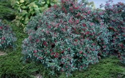 Dwarf Evergreen Snowball Viburnum 'Conoy' - 3 Gallon Pot 14 Dwarf Evergreen Snowball Viburnum 'Conoy' - 3 Gallon Pot -Garden Plant Seeds Viburnum Conoy 2