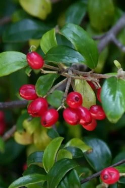 Dwarf Evergreen Snowball Viburnum 'Conoy' - 3 Gallon Pot 16 Dwarf Evergreen Snowball Viburnum 'Conoy' - 3 Gallon Pot -Garden Plant Seeds Viburnum Conoy 4