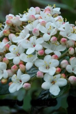 Dwarf Evergreen Snowball Viburnum 'Conoy' - 3 Gallon Pot 13 Dwarf Evergreen Snowball Viburnum 'Conoy' - 3 Gallon Pot -Garden Plant Seeds Viburnum Conoy 6