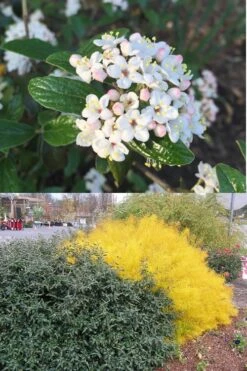 Dwarf Evergreen Snowball Viburnum 'Conoy' - 3 Gallon Pot 15 Dwarf Evergreen Snowball Viburnum 'Conoy' - 3 Gallon Pot -Garden Plant Seeds Viburnum Conoy 7